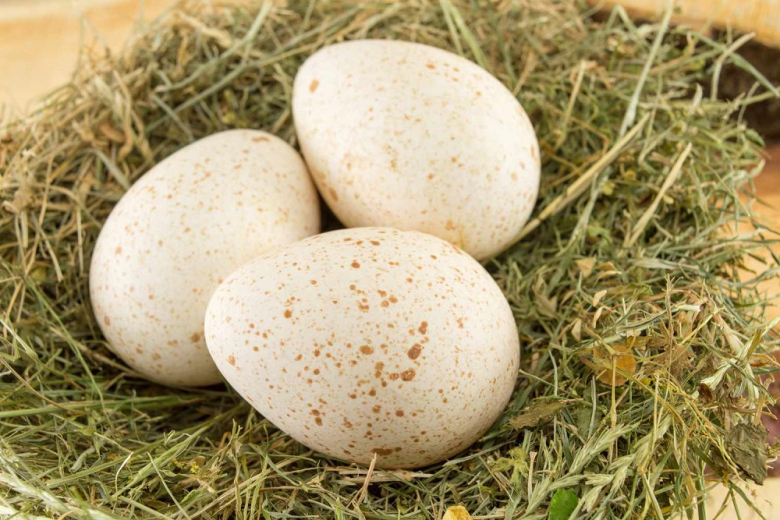 За два года Россия на 90% увеличила выпуск инкубационного яйца индейки